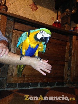 TIENDA DE PAJAROS. NINFAS, AGAPORNIS, YACO